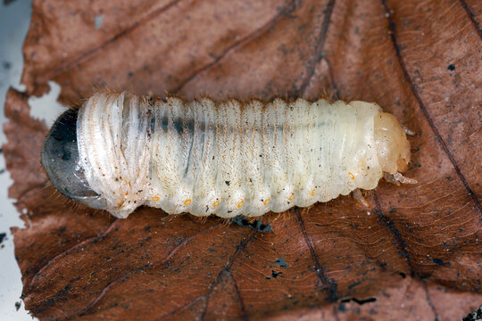 Beetle larva in the process of changing its skin, moulting. Maetamorphosis in insects. Skin change during larval growth.