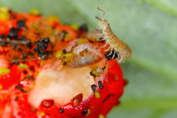 Flat backed millepede (latin name is Polydesmus angustus) eating strawberries in the garden.