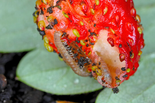 Flat backed millepede (latin name is Polydesmus angustus) eating strawberries in the garden.