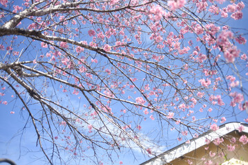 Pink blossoms on the blue sky