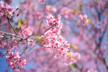 Pink blossoms on the blue sky