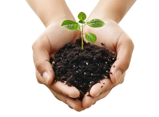 hands with young plant and cropped soil in background