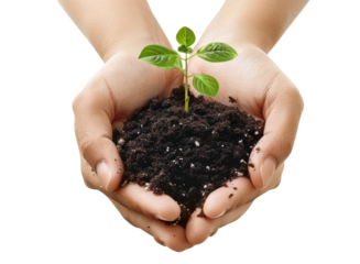 hands with young plant and cropped soil in background