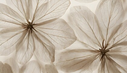 Beige transparent leaves with natural texture as natural، Nature abstract of flower petals.