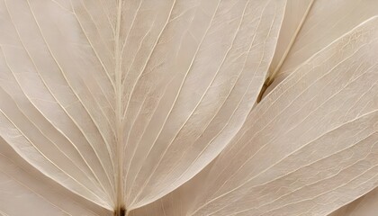 Beige transparent leaves with natural texture as natural، Nature abstract of flower petals.