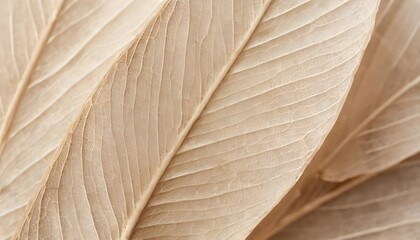 Beige transparent leaves with natural texture as natural، Nature abstract of flower petals.