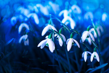 Snowdrops first spring flower in a natural environment.