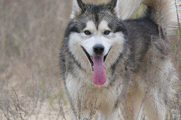 A Malamute dog runs in a field among dry grass.