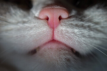 Macro shot of my cat's face - obrazy, fototapety, plakaty