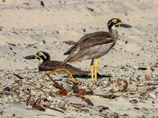 Beach Thick-knee in Queensland Australia