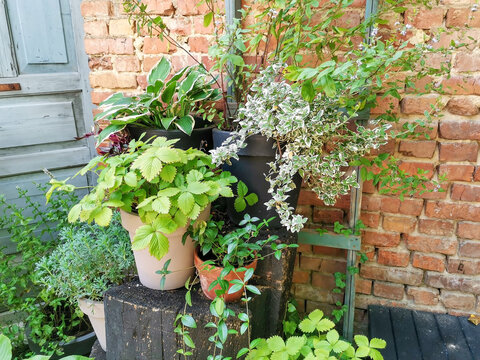 Potted flowers, plants and herbs on patio.  Spicy spice and herb seedling. Assorted fresh herbs in a pot