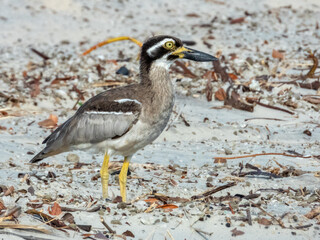 Beach Thick-knee in Queensland Australia