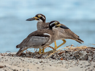 Beach Thick-knee in Queensland Australia