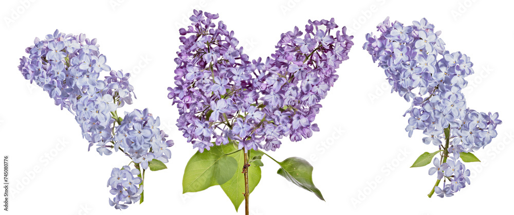 Poster fine blue lilac blossoming three branches with green leaves