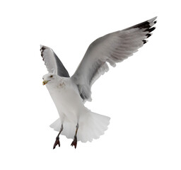 European large herring seagull on white in free flight