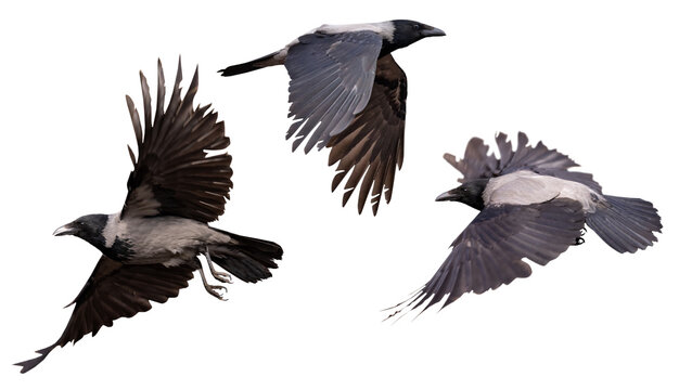 isolated grey and black three crows with large wings in flight
