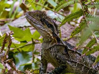 Eastern Water Dragon in Queensland Australia