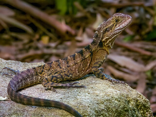 Eastern Water Dragon in Queensland Australia