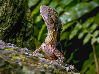 Eastern Water Dragon in Queensland Australia