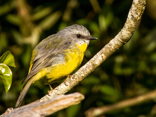 Eastern Yellow Robin in Queensland Australia