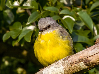 Eastern Yellow Robin in Queensland Australia
