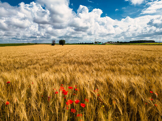 campagna pugliese : campo di grano dorato e i papaveri, sotto il cielo azzurro - Salento, Puglia,...