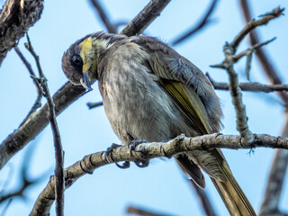 Mangrove Honeyeater in Queensland Australia