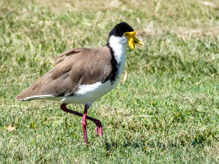 Masked Lapwing in Queensland Australia
