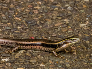 Major Skink in Queensland Australia