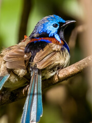 Female Purple-backed Fairywren Queensland Australia