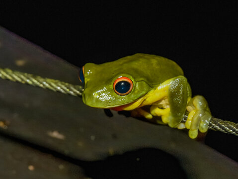 Orange-eyed Tree Frog in Queensland Australia