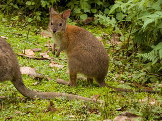 Red-necked Pademelon in Queensland Australia