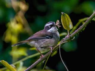 White-browed Scrubwren in Queensland Australia
