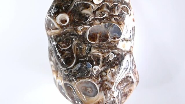Turritella Agate - agate from Green River Formation, Wyoming, containing fossil snail shells