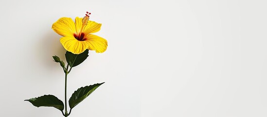 A single Chinese hibiscus flower in bright yellow color stands out against a plain white backdrop, showcasing its vibrant petals and delicate stamen.