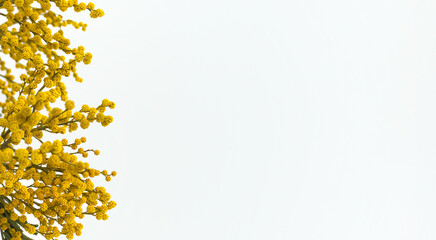 Spring background. Mimosa flowers on a light background. Yellow mimosa flowers. The backdrop. Natural background. Copy space
