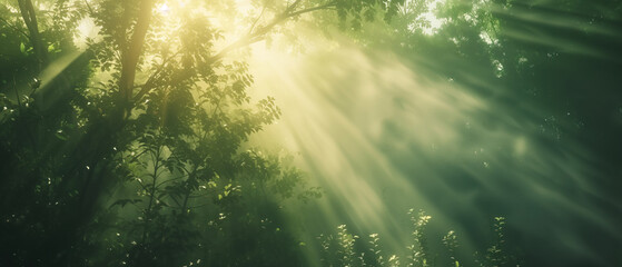 Magical sunbeams filter through the lush green foliage of a tranquil forest.