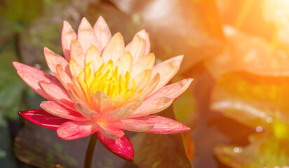 Pink lotus water lily flower in pond, waterlily with green leaves blooming