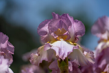 Purple with yellow bearded iris flower close up