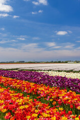 Field of tulips near Keukenhof, The Netherlands