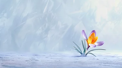 Fotobehang Crocus Yellow Purple spring flower growth in the snow with copy space for text.  © Ziyan