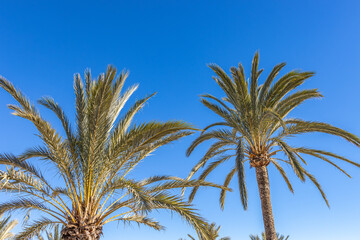 Fototapeta premium Benidorm, Spain -January 8 2024 