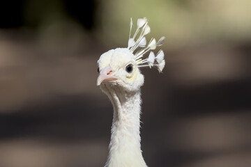 White peacock in nature