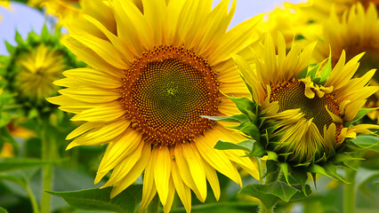 Close up of blooming sunflower on green background. Beautiful yellow sunflower in a field. Sunflowers fully bloom is look up the sky.