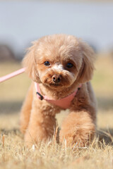 お散歩中のトイプードル