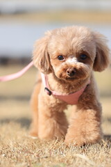 お散歩中のトイプードル