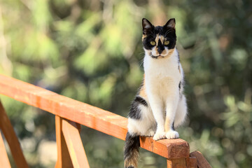 Cat on wooden railing
