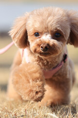 お散歩中のトイプードル