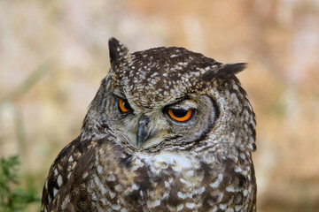 Eurasian eagle-owl