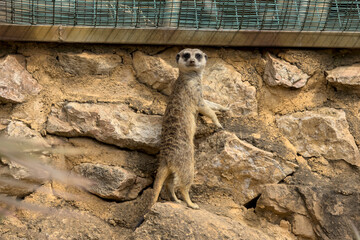 Vigilant meerkat